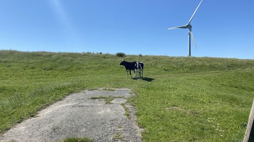 Cow standing in a field at the nordsee