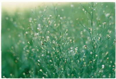 Close-up of flowers growing in field