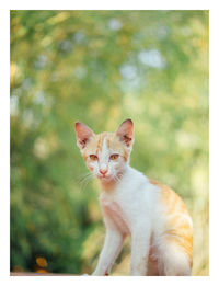 Portrait of cat looking up outdoors