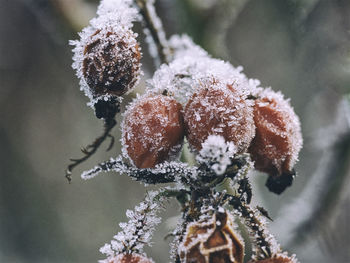 Close-up of frozen plant