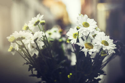 Close-up of white flowers