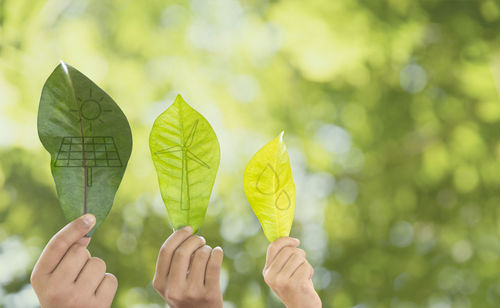 Close-up of hand holding leaf