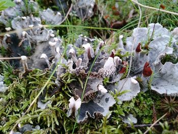 Plant growing on field