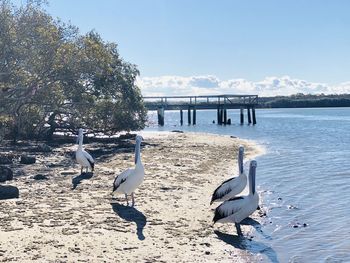 View of seagulls on beach