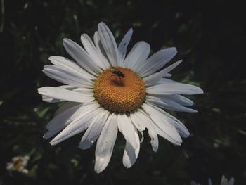 Close-up of white daisy blooming outdoors