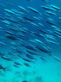 Fish swimming in sea