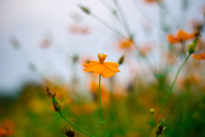 Close-up of yellow cosmos flower