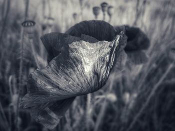 Close-up of wilted flower on field