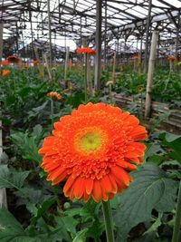 Close-up of orange flower in greenhouse