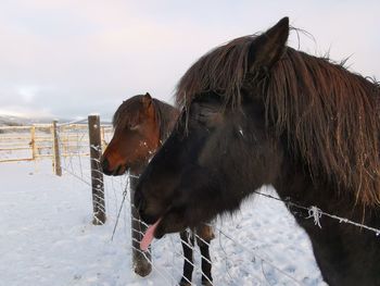 Horse standing on snow covered land