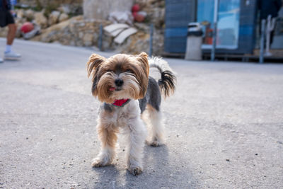 Portrait of dog