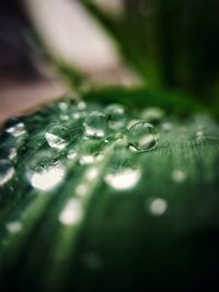 Close-up of water drop on leaf