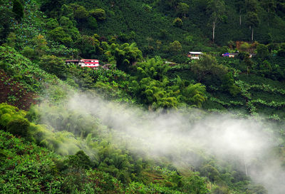 High angle view of trees in forest