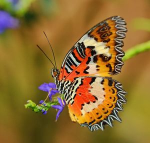 Close-up of butterfly perching on leaf