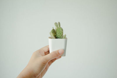 Midsection of person holding cactus against white background