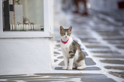 Cat looking away greece