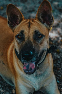 Close-up portrait of dog sticking out tongue outdoors