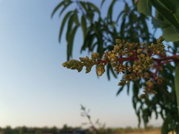 Close-up of flowering plant against sky