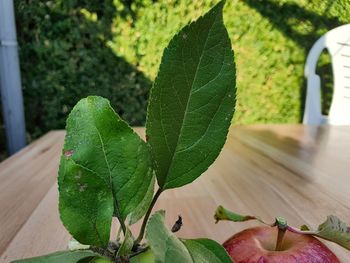 Close-up of fresh green leaves