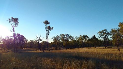 Trees on field against clear blue sky