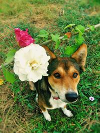 High angle portrait of dog on field