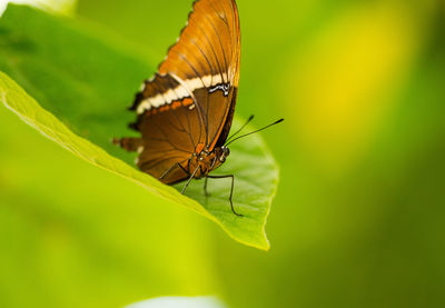 Close-up of butterfly on leaf