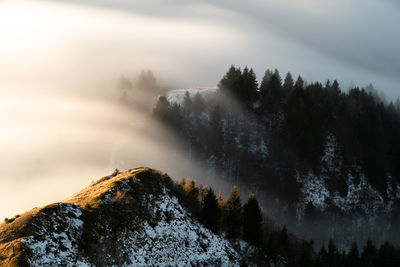 Low angle view of trees against sky during winter