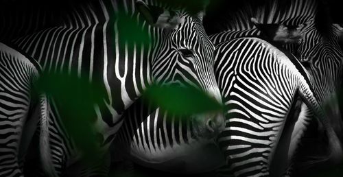 Close-up of zebra