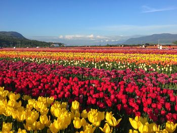 Scenic view of red flowers on field against sky