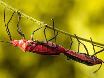 Close-up of insect on plant