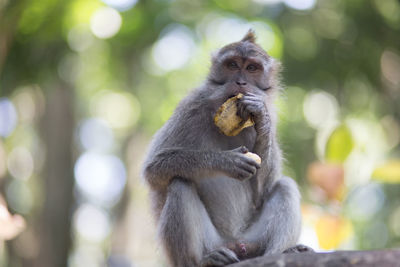 Close-up of monkey