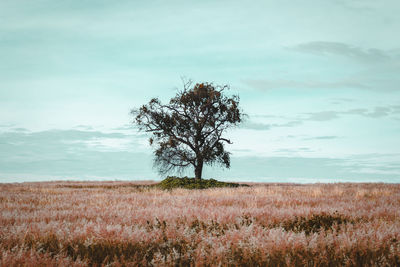 Tree on field against sky