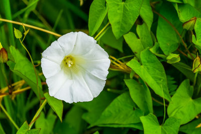 Close-up of white flowering plant