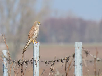 Bird perching on a fence