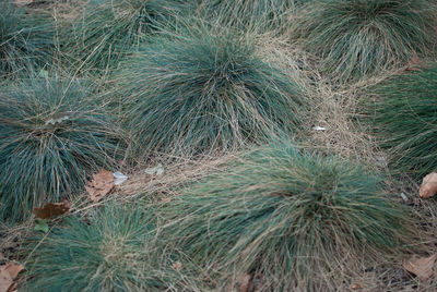 Full frame shot of dry plants on land