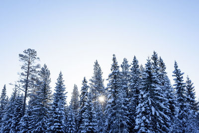 Low angle view of trees against clear sky during winter