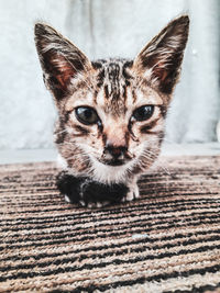 Close-up portrait of tabby cat