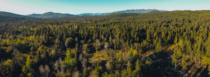 Panoramic view of trees and mountains against sky