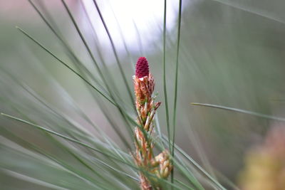 Close-up of flowering plant on field