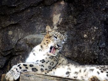 Cat lying on rock