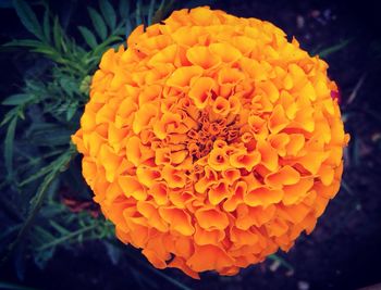 Close-up of yellow flower