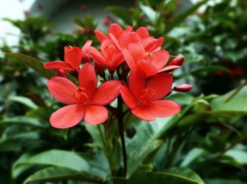 Close-up of red flowers blooming outdoors