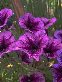 Close-up of pink flowering plants