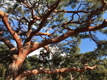 Low angle view of tree in forest
