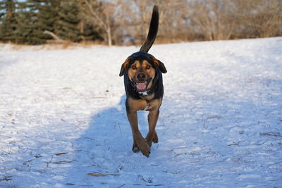 Portrait of dog running in snow