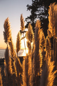 Close-up of stalks in field against sky