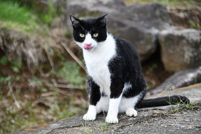 Portrait of black cat sitting outdoors