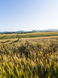 Landscape in cañete la real, malaga, spain