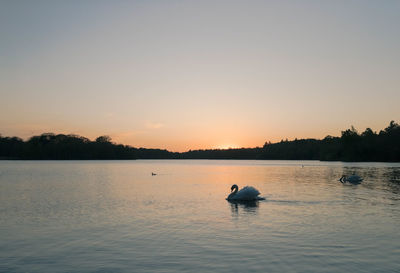 Swan floating on virginia water lake at sunset