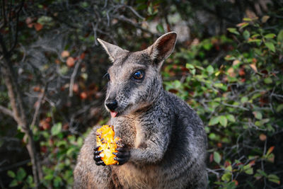 Rock wallaby 